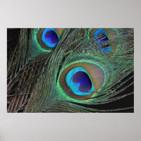 Penas do Peacock Poster -36x24 -menor disponível