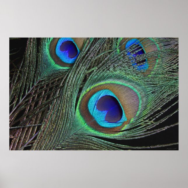 Penas do Peacock Poster -36x24 -menor disponível (Frente)