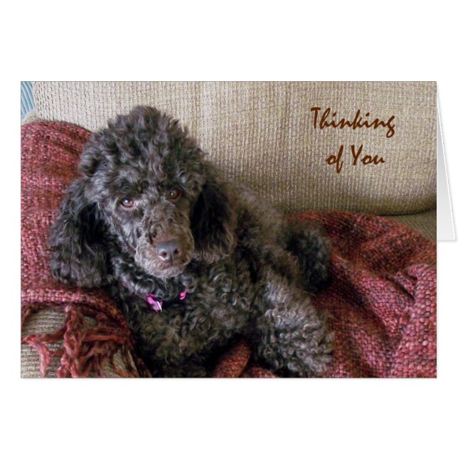 Pensando em você, Poodle Brown no Cartão Aberto (Frente Horizontal)