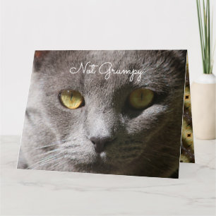 Pensando No Seu Cartão De Gato