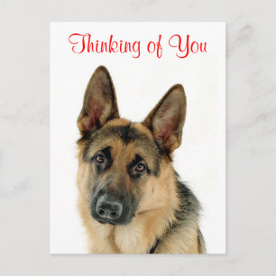 Pensando no seu cartão postal German shepherd Pup