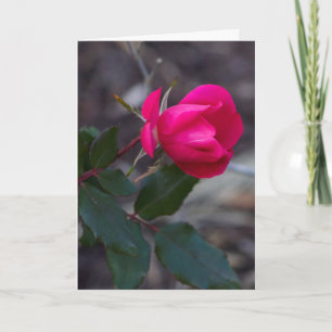 Pensando No Seu Modelo De Foto Rosa Rosa Rosa Rosa