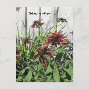 Pense no seu cartão postal da Dark Plum Daisies