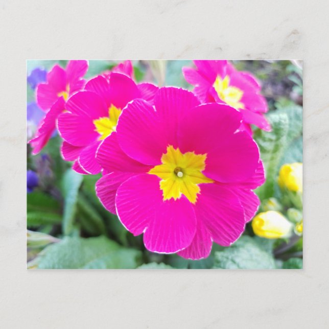 Pensées Rosa no Parque Cartão Postal (Frente)