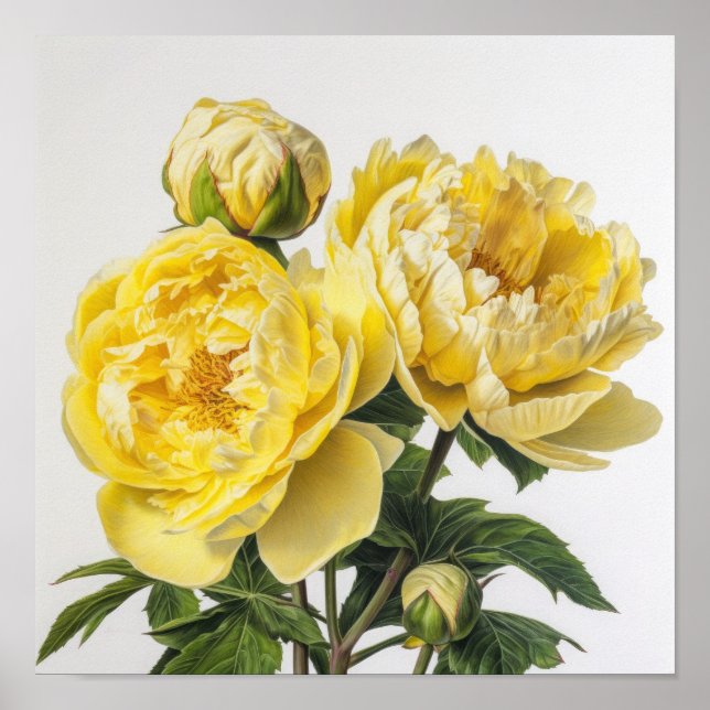 Peônias amarelas Impressão de arte floral (Frente)