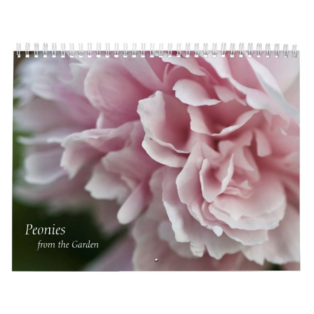 Peônias de Calendário (Capa)