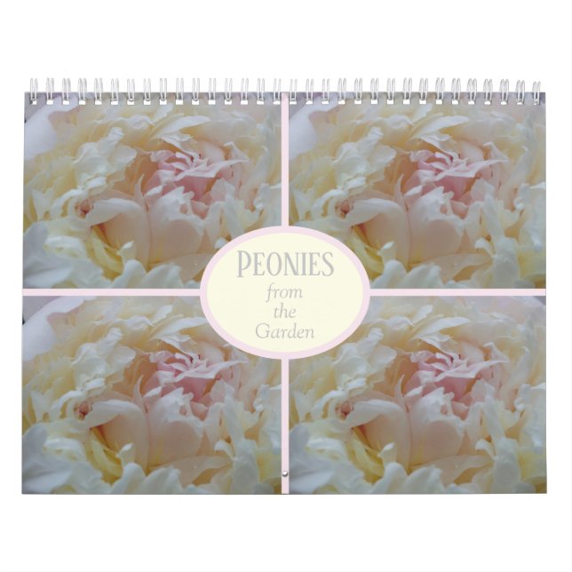 Peônias de calendário do meu jardim (Capa)