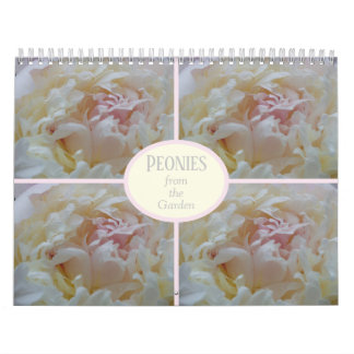 Peônias de calendário do meu jardim