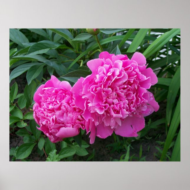 Peonies Poster (Frente)