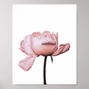 Peony Flower Floral Poster