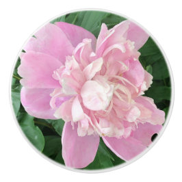 Peony Knob