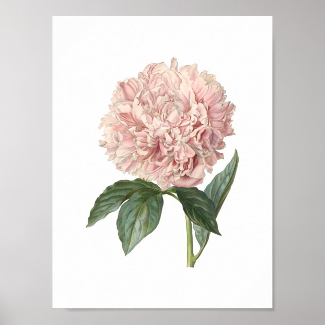 Peony Poster (Frente)