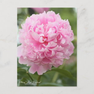 Peony "Sarah Bernhardt": Cartão postal