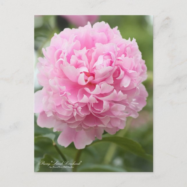 Peony "Sarah Bernhardt": Cartão postal (Frente)