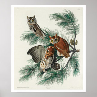 Pequena Coruja por Poster de Audubon
