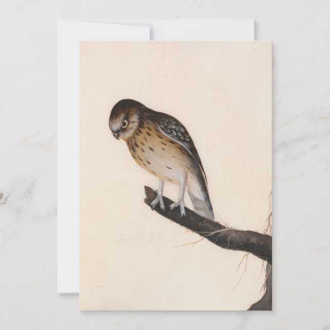 Pequena Coruja | William Lewin (Frente)