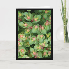 Pequena Flora Verde- Canção do Sol. 8:7 Cartão de