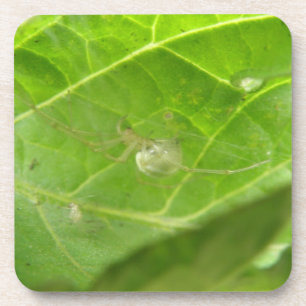 Pequena Porta copos de aranha