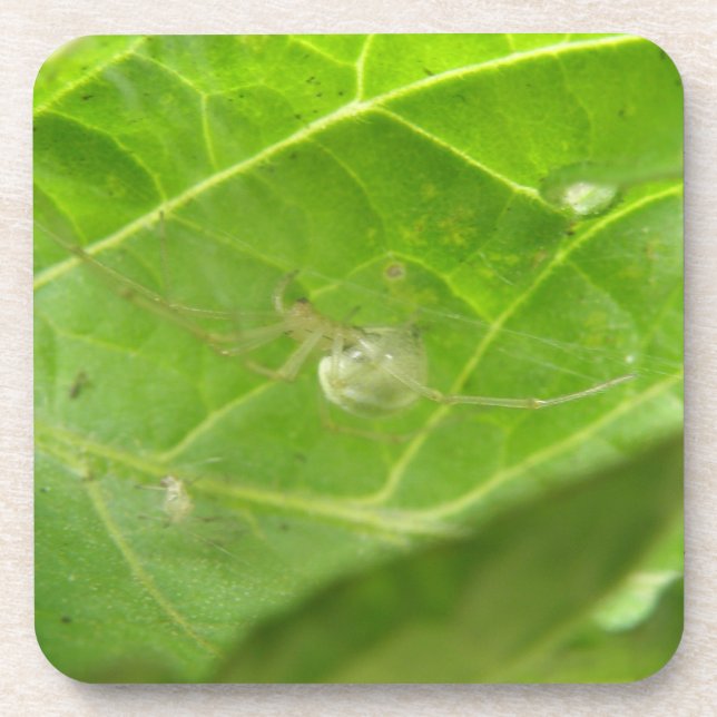 Pequena Porta copos de aranha (Frente)