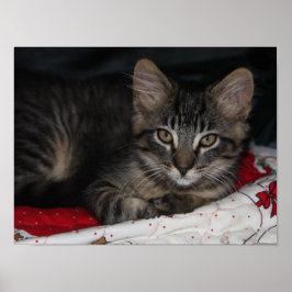 Pequena Poster de Natal Cozy Kitten