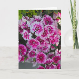 Pequenas Flores Cor-de-Rosa Cartão Sem Texto