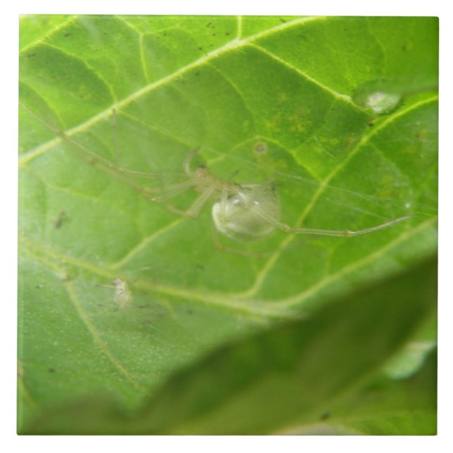 Pequeno Azulejo de Aranha (Frente)