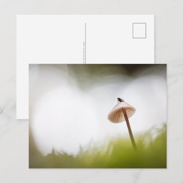 Pequeno cartão postal de foto da natureza de cogum (Frente/Verso)