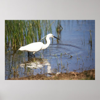 Pequeno Egret Poster