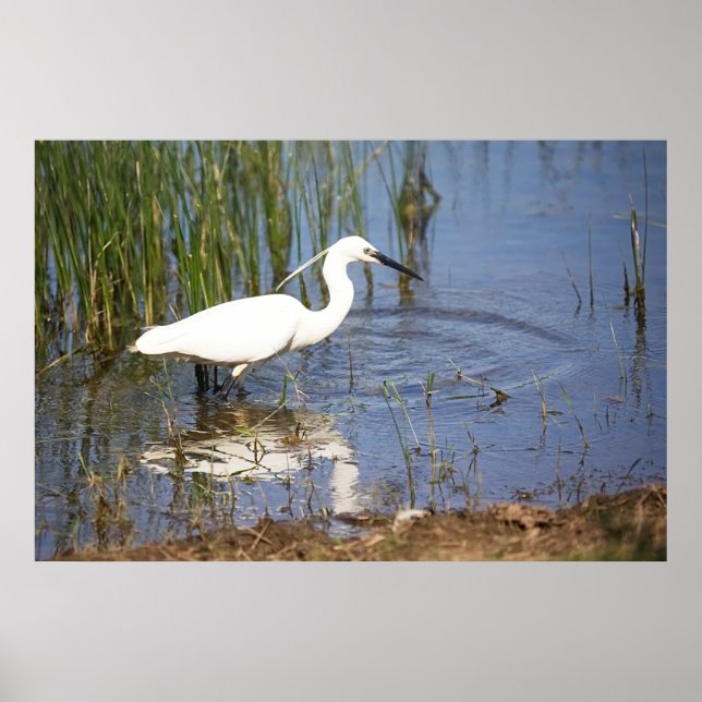 Pequeno Egret Poster (Frente)