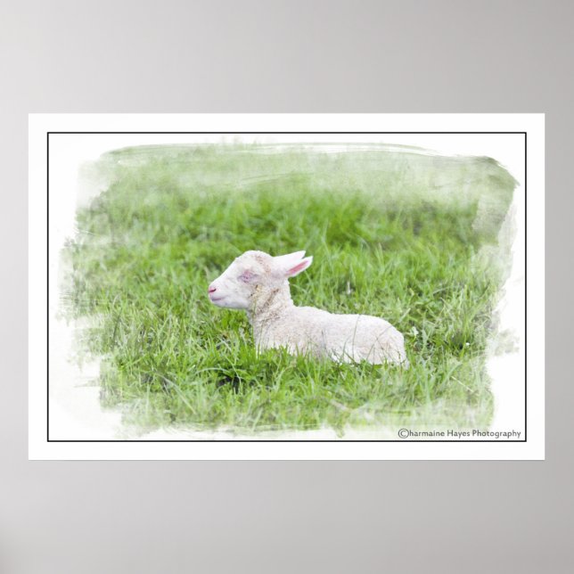 Pequeno Lamb Aquarela Impressão Fotográfica (Frente)