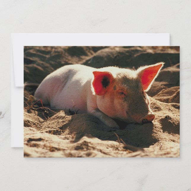 Pequeno Porquinho (Frente)