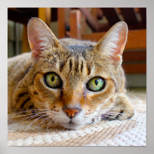 Pequeno poster de Fecho de Gato Fresco