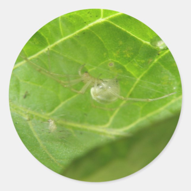 Pequenos adesivos de aranha (Frente)