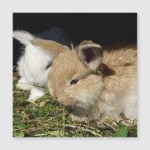 Pequenos coelhos fofos bonitos