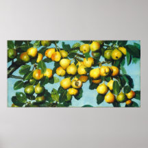 Peras de maturação - Joseph Decker Fine Art Poster