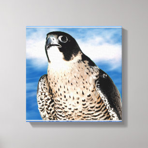 Peregrine Falcon Canvas