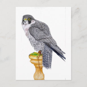 Peregrine Falcon no cartão postal do bloco