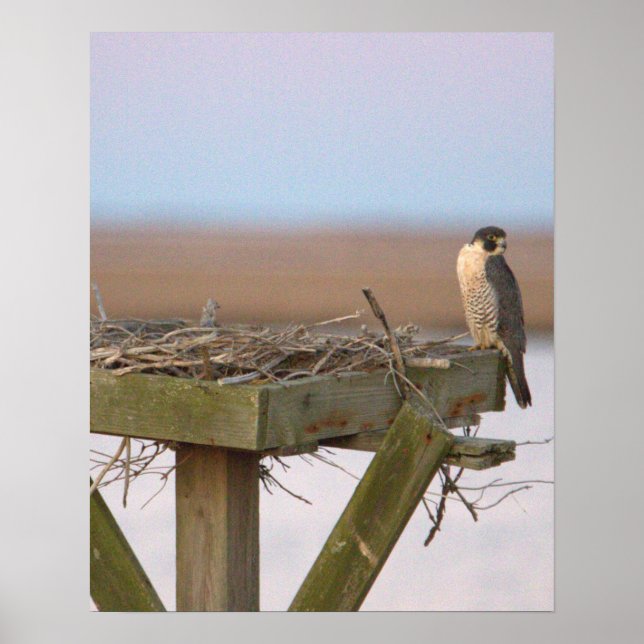 Peregrine Falcon Poster (Frente)