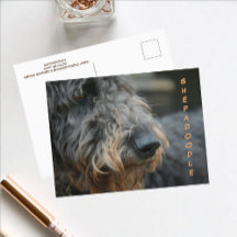 Perfil de Shepadoodle Closeup Cartão Postal Fotogr