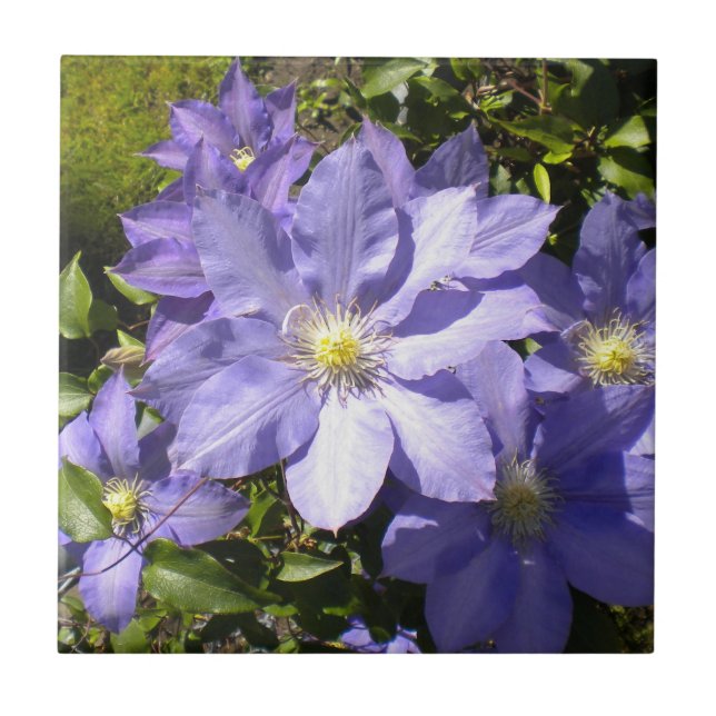 Periwinkle Clematis Azulejo (Frente)