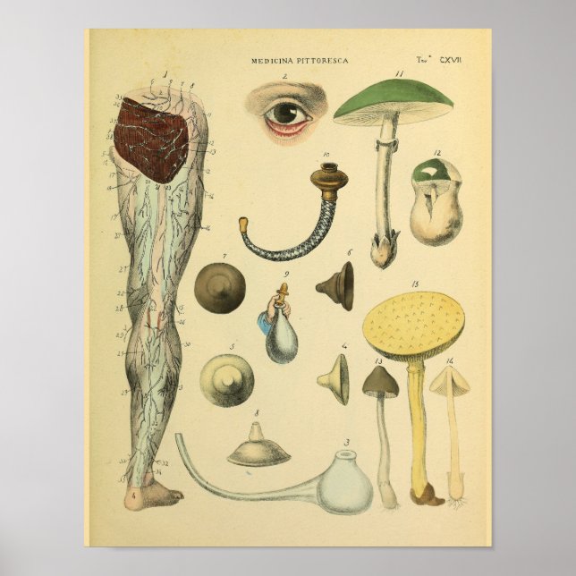 Perna Nerva Anatomia Vintage Impressão de Arte Méd (Frente)