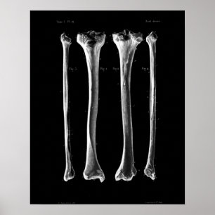 Perónio 1844 da tíbia do impressão da anatomia 