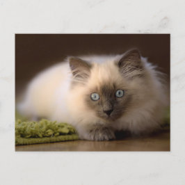 Perseguindo o cartão do rato