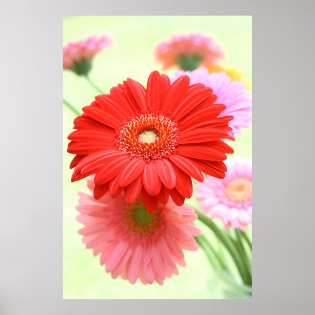 Personalizável Gerber Daisies Poster Impressão (Frente)