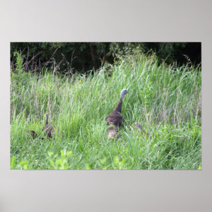 Perus Selvagens na Grass Poster