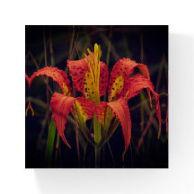 Pesa-papéis Quadrado Pine Lily