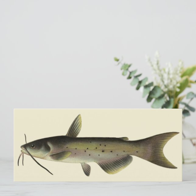 Pesca de Bagre, Vida Marinha Antiga Peixe de Rio (Em pé/Frente)