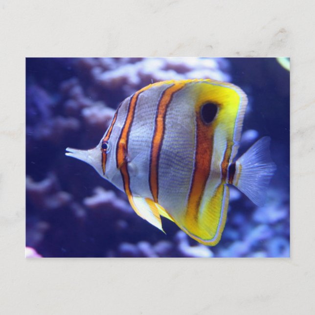 PESCAR O CARTÃO POSTAL DE PEIXE (Frente)