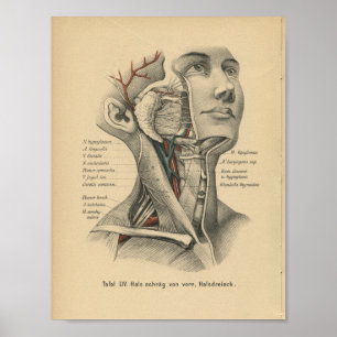 Pescoço da cabeça de impressão da anatomia do