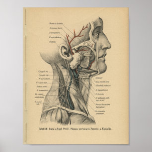 Pescoço da cabeça de impressão da anatomia do